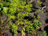 Euphorbia stricta Ryavägen, Rydebäck, Helsingborg, Skåne, Sweden 20170727_0026