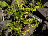 Euphorbia stricta Ryavägen, Rydebäck, Helsingborg, Skåne, Sweden 20170727_0028