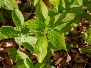 Mercurialis perennis - Dog's Mercury - Skogsbingel