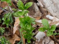 Mercurialis perennis Alnarpsparken, Lomma, Skåne, Sweden 20150329_0039