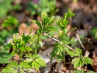 Mercurialis perennis Alnarpsparken, Lomma, Skåne, Sweden 20150415_0011