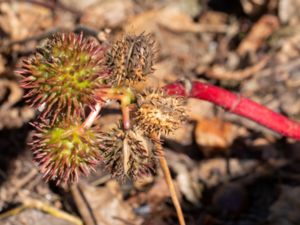 Ricinus communis - Castor Bean - Ricin