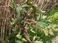 Ricinus communis 7.5 km NE Oualidia, Morocco 20180226_0031