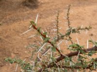 Acacia ehrenbergiana Oued Jenna, Awsard Road, Western Sahara, Morocco 20180220_0204