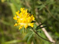 Anthyllis vulneraria Käglinge, Malmö, Skåne, Sweden 20100628 035