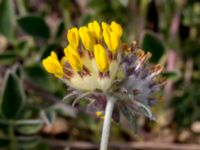 Anthyllis vulneraria ssp. carpatica Grodreservatet, Norra hamnen, Malmö, Skåne, Sweden 20160529_0097