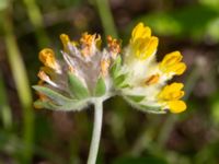 Anthyllis vulneraria ssp. carpatica Vanningen, Vellinge, Skåne, Sweden 20240613_0008