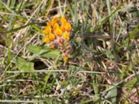 Anthyllis vulneraria ssp. vulneraria Kalkstad-Lenstad, Mörbylånga, Öland, Sweden 20150606_0184