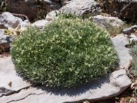 Astragalus arnacantha Akseki N, Turkey 20120707 440
