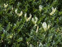 Astragalus arnacantha Akseki N, Turkey 20120707B 440