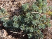 Astragalus arnacantha Demergy, Crimea, Russia 20150918_0032-1