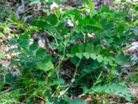 Astragalus glycyphyllos Porsnäs, Valdemarsvik, Östergötland, Sweden 20190608_0417