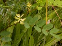 Astragalus glycyphyllos Säbyholm, Landskrona, Skåne, Sweden 20220709_0046