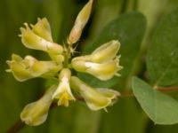 Astragalus glycyphyllos Säbyholm, Landskrona, Skåne, Sweden 20220709_0048