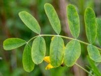 Caragana arborescens Ödetomterna, Bunkeflo strandängar, Malmö, Skåne, Sweden 20180515_0029