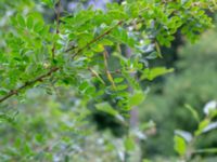 Caragana arborescens Värsjönäs, Skånes Fagerhult, Örkelljunga, Skåne, Sweden 20180711_0231