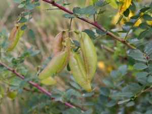 Colutea arborescens - Bladdersenna - Blåsärt