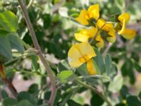 Colutea arborescens Grodreservatet, Norra hamnen, Malmö, Skåne, Sweden 20160529_0303