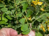 Colutea arborescens Grodreservatet, Norra hamnen, Malmö, Skåne, Sweden 20160611_0070