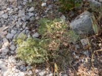 Coronilla valentina Botanical Garden Biokovo, Kotinica, Tucepi, Croatia 20170804_1772