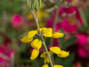 Cytisus nigricans - Black Broom - Svartginst