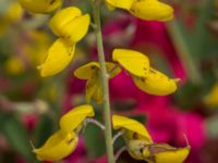 Cytisus nigricans Lasarettsgatan 37, Lund, Skåne, Sweden 20170714_0011