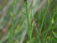 Cytisus scoparius Bäckagård, Söndrum, Halmstad, Halland, Sweden 20190715_0640