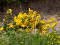 Cytisus scoparius Borgeby reningsverk, Lomma, Skåne, Sweden 20190602_0256