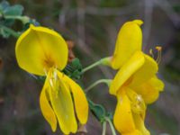 Cytisus scoparius Herrgårdsparken, Fröseke, Uppvidinge, Småland, Sweden 20190608_0447