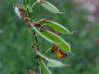 Cytisus scoparius Herrgårdsparken, Fröseke, Uppvidinge, Småland, Sweden 20190608_0458