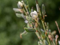 Cytisus x praecox Handelsvägen, Katrineberg, Halmstad, Halland, Sweden 20210622_0067