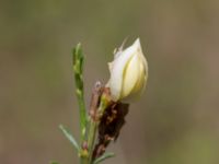 Cytisus x praecox Handelsvägen, Katrineberg, Halmstad, Halland, Sweden 20210622_0070