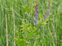 Galega orientalis Toarp, Malmö, Skåne, Sweden 20160606_0013