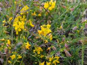 Genista anglica - Needle Furze - Nålginst