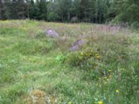 Genista anglica Hollandsbjärs naturreservat, Veinge, Laholm, Halland, Sweden 20150625 IMG_2325