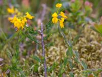 Genista anglica Hollandsbjärs naturreservat, Veinge, Laholm, Halland, Sweden 20150625_0241