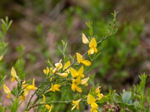 Genista pilosa - Hairy Greenweed - Hårginst