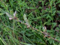 Genista pilosa Hällarps naturreservat, Ljungby, Falkenberg, Halland, Sweden 20150721_0050