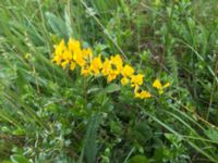 Genista pilosa Hollandsbjärs naturreservat, Veinge, Laholm, Halland, Sweden 20150625 IMG_2330