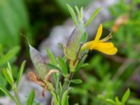 Genista pilosa Risarps grustag, Harplinge, Halmstad, Halland, Sweden 20220612_0096