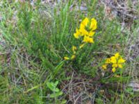 Genista pilosa Slåen, Esmared, Laholm, Hallnd, Sweden 20150625 IMG_2316