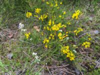 Genista pilosa Slåen, Esmared, Laholm, Hallnd, Sweden 20150625 IMG_2317