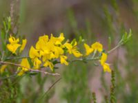 Genista pilosa Slåen, Esmared, Laholm, Hallnd, Sweden 20150625_0222