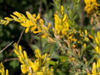 Genista tinctoria Grodreservatet, Norra hamnen, Malmö, Skåne, Sweden 20160612_0017