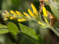 Genista tinctoria Grodreservatet, Norra hamnen, Malmö, Skåne, Sweden 20160612_0022