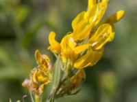 Genista tinctoria Grodreservatet, Norra hamnen, Malmö, Skåne, Sweden 20160612_0023