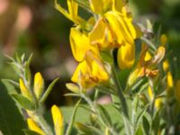 Genista tinctoria Grodreservatet, Norra hamnen, Malmö, Skåne, Sweden 20160612_0042