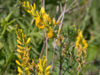 Genista tinctoria Grodreservatet, Norra hamnen, Malmö, Skåne, Sweden 20160612_0044