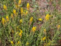 Genista tinctoria Grodreservatet, Norra hamnen, Malmö, Skåne, Sweden 20160612_0048