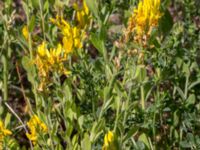 Genista tinctoria Grodreservatet, Norra hamnen, Malmö, Skåne, Sweden 20160612_0051